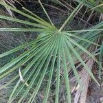 Chamaerops humilisLeaf