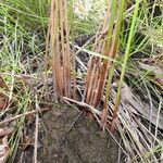 Juncus usitatus Azala