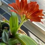 Clivia miniata Celota