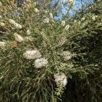 Melaleuca ericifolia Flower