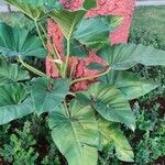 Philodendron giganteum Leaf