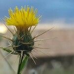 Centaurea melitensis Flor