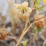 Trifolium campestre Frugt