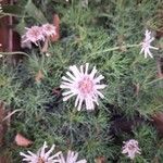 Argyranthemum frutescens Fiore