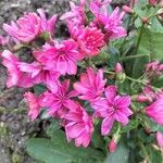 Lewisia longipetala ᱵᱟᱦᱟ