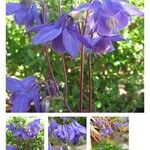 Aquilegia vulgarisКветка