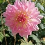 Dahlia pinnataBlüte