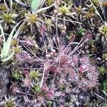 Drosera intermedia Buveinė