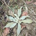 Verbascum niveum List