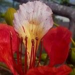Delonix regia Flower