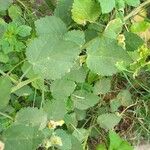 Sida cordifolia 葉