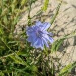 Cichorium endiviaFloare