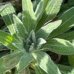 Erigeron sumatrensis Leaf