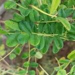 Caragana brevispina Leaf