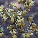 Julbernardia globiflora Floro