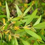 Persoonia mollis Kvet