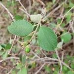 Cordia monoica 叶