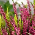 Calluna vulgaris অভ্যাস