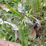 Carex tribuloides Blad