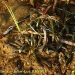 Lobelia dortmanna Costuma