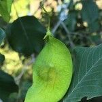 Pterocarpus rotundifolius Fruit