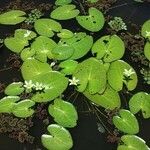 Nymphoides indica 整株植物