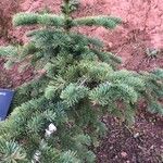 Abies procera Лист