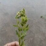 Cerastium dichotomum Квітка