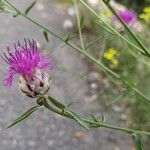 Centaurea deusta Çiçek
