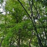 Acer davidii Plante entière