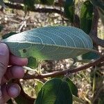 Hyptidendron canum Hoja