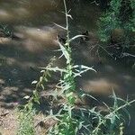 Sonchus palustris Leaf