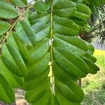 Bowdichia virgilioides Leaf