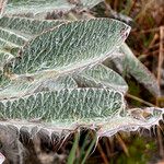 Lupinus alopecuroides Blatt