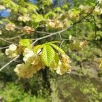 Ulmus glabra برگ