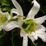 Hymenocallis liriosme फूल