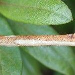 Rhododendron russatum Bark