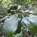 Pittosporum coccineum Fruchs