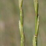 Thinopyrum elongatum Fruit