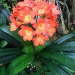 Clivia miniataLorea