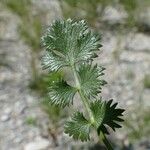 Ptychotis saxifraga Leaf