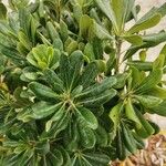 Pittosporum tobira List