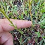 Linaria incarnata ഇല
