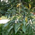 Dalbergia hupeana Hoja