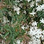 Jasminum polyanthum Blüte
