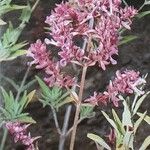 Salvia canariensis Flower