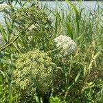 Angelica sylvestrisFlower