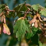 Acer glabrum Fruct