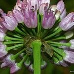 Allium lusitanicum Цветок