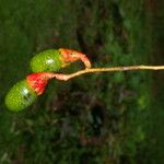 Ocotea helicterifolia